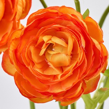 チアフルラナンバンドル MAGIQ(東京堂)