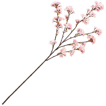 薄紅の桜 満開中 MAGIQ(東京堂)