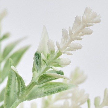 マリーラベンダーピック MAGIQ(東京堂)