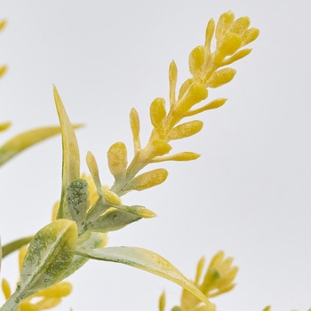 マリーラベンダーピック MAGIQ(東京堂)