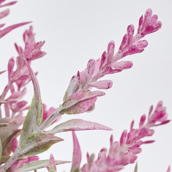 マリーラベンダーピック MAGIQ(東京堂)