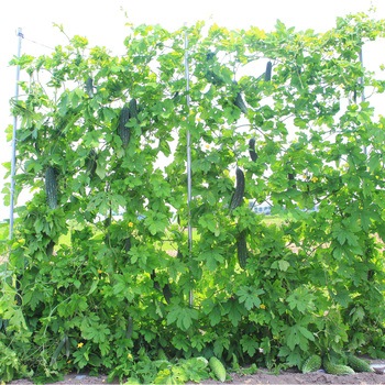 【苗】豊作ゴーヤ 48P J.garden