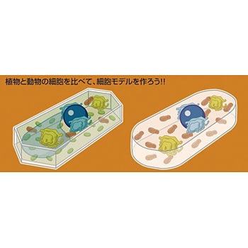 155718 スライムで作ろう!細胞モデル 1個 アーテック[学校教材・教育