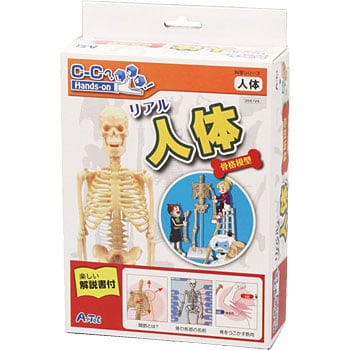 155729 リアル人体骨格模型 1個 アーテック(学校教材・教育玩具