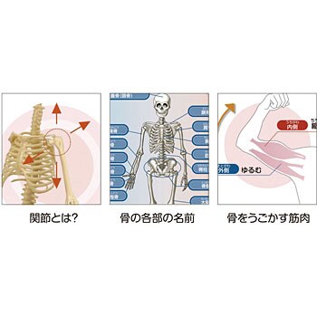 リアル人体骨格模型 1個 アーテック 学校教材 教育玩具 通販サイトmonotaro