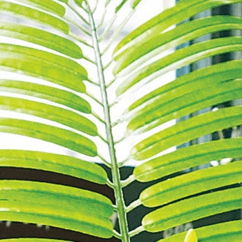 年間装飾品 フェイクグリーン 観葉植物 人工樹木アレカヤシ ストア・エキスプレス