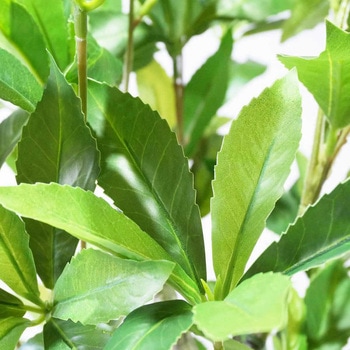 年間装飾品 観葉植物 フェイクグリーンポット ストア・エキスプレス