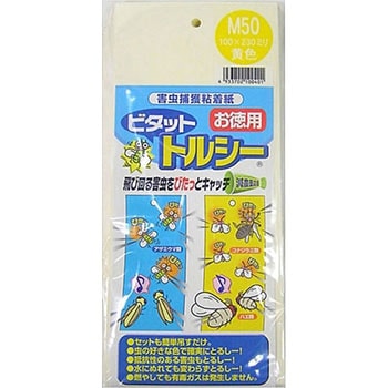 トルシーM50 一色本店