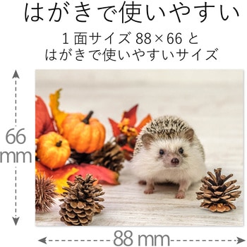フォトシール 耐水 光沢 こすれに強い エレコム