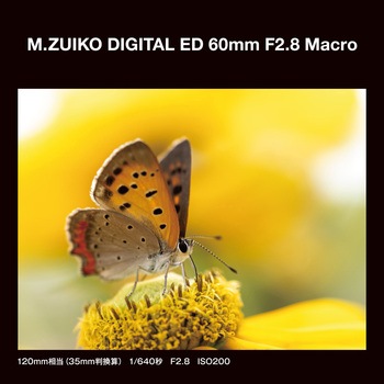 交換レンズ M.ZUIKO DIGITAL ED 60mm F2.8 Macro OMデジタルソリューションズ
