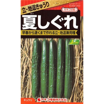 【タネ】地這きゅうり 夏しぐれ カネコ種苗
