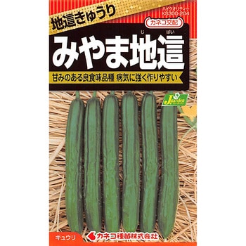 【タネ】地這きゅうり みやま地這 カネコ種苗