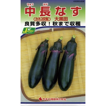 【タネ】中長なす 大黒田 カネコ種苗