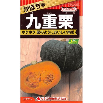 【タネ】かぼちゃ 九重栗 カネコ種苗