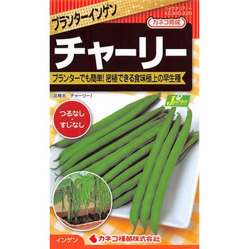 【タネ】プランターいんげん チャーリー カネコ種苗