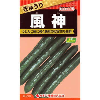 【タネ】きゅうり 風神 カネコ種苗