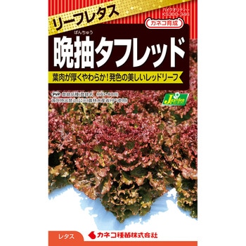 【タネ】レタス 晩抽タフレッド - カネコ種苗