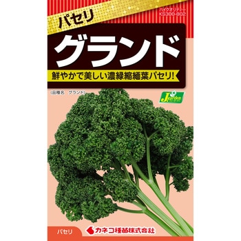 【タネ】パセリ グランド カネコ種苗