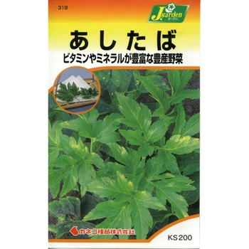 【タネ】あしたば カネコ種苗