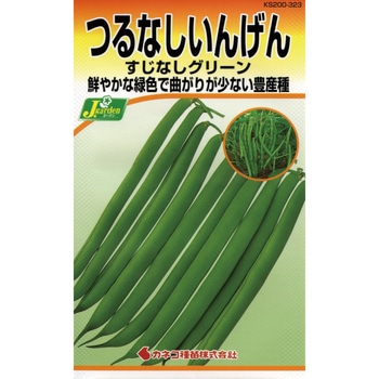 【タネ】つるなしいんげん すじなしグリーン カネコ種苗