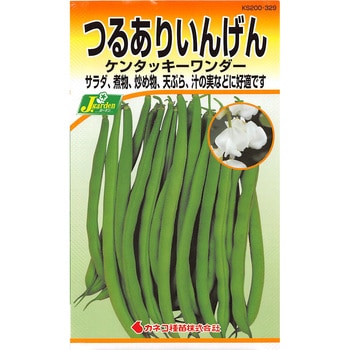 【タネ】つるありいんげん ケンタッキーワンダー カネコ種苗