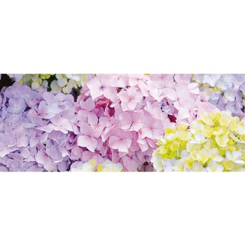 夏の壁装飾 店舗・オフィス ディスプレイシート ハイドレンジア(あじさい)200×87cm ストア・エキスプレス