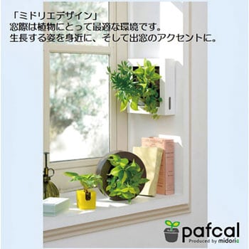 観葉植物 Frame ミドリエデザイン 観葉植物壁掛け用 卓上用グリーン 生花 通販モノタロウ F ホワイト 17y4