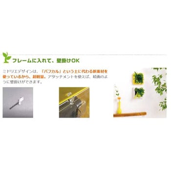 観葉植物 FRAME ミドリエデザイン