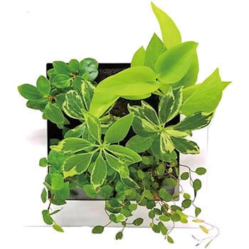 観葉植物 Frame ミドリエデザイン 観葉植物壁掛け用 卓上用グリーン 生花 通販モノタロウ F ホワイト 17x4