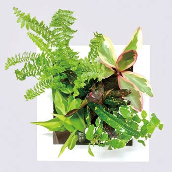 観葉植物 FRAME 給水ボトル付 ミドリエデザイン