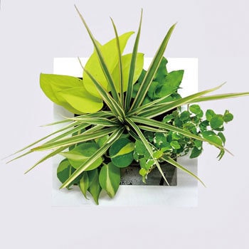観葉植物 Frame 給水ボトル付 ミドリエデザイン 観葉植物壁掛け用 卓上用グリーン 生花 通販モノタロウ F ホワイト 18u1 B