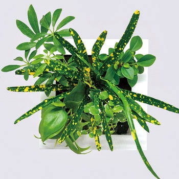 観葉植物 FRAME ミドリエデザイン