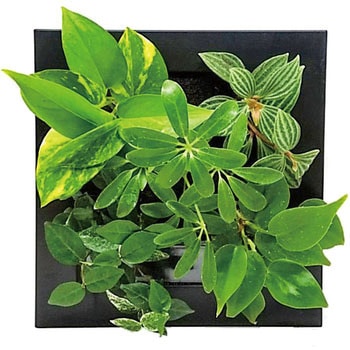 観葉植物 FRAME - ミドリエデザイン