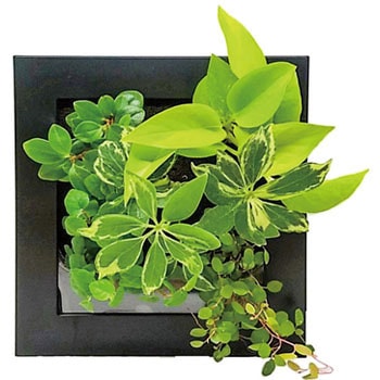 観葉植物 FRAME 給水ボトル付 ミドリエデザイン