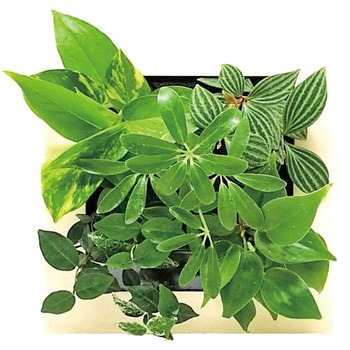 観葉植物 FRAME ミドリエデザイン