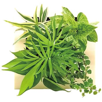 観葉植物 FRAME 給水ボトル付 ミドリエデザイン
