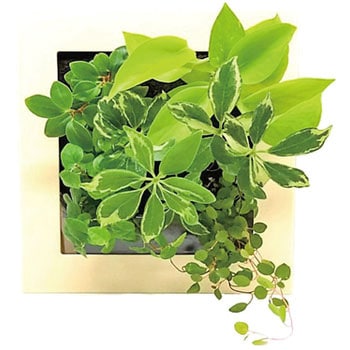 観葉植物 FRAME ミドリエデザイン