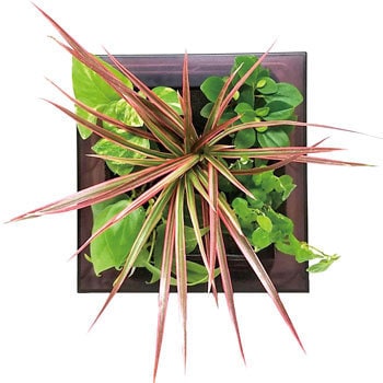 観葉植物 Frame ミドリエデザイン 観葉植物壁掛け用 卓上用グリーン 生花 通販モノタロウ F アンバー 18w1