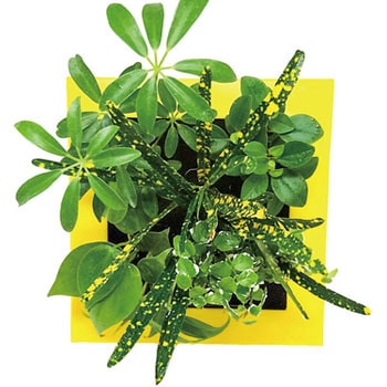 観葉植物 FRAME 給水ボトル付 ミドリエデザイン