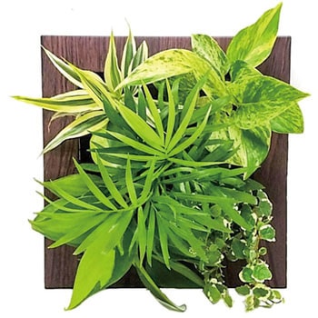 観葉植物 FRAME ミドリエデザイン