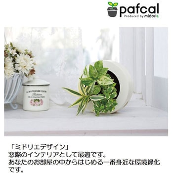 観葉植物 GREEN FRAME 給水ボトル付 ミドリエデザイン