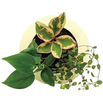 観葉植物 GREEN FRAME ミドリエデザイン