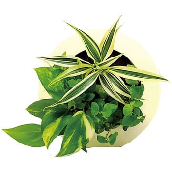 観葉植物 GREEN FRAME ミドリエデザイン