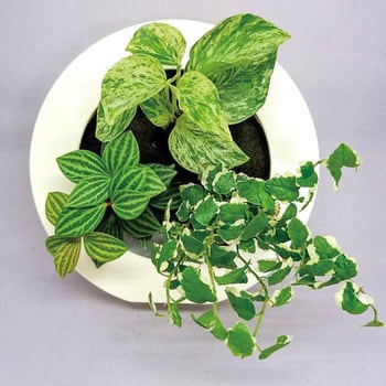 観葉植物 Green Frame ミドリエデザイン 観葉植物壁掛け用 卓上用グリーン 生花 通販モノタロウ Gf ミルク 18d1