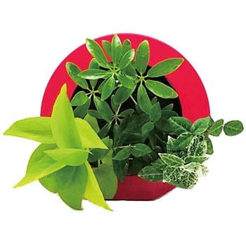 観葉植物 GREEN FRAME ミドリエデザイン