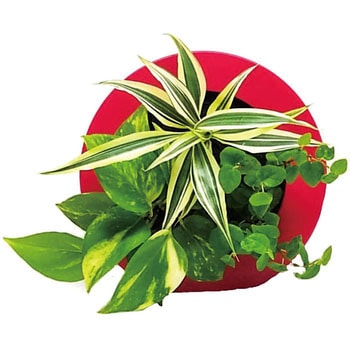 観葉植物 GREEN FRAME ミドリエデザイン