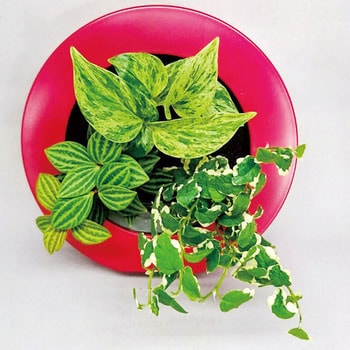 観葉植物 GREEN FRAME ミドリエデザイン
