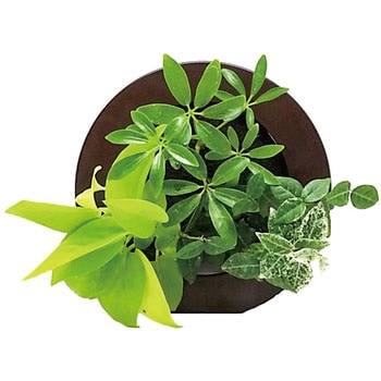 観葉植物 GREEN FRAME 給水ボトル付 ミドリエデザイン