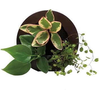 観葉植物 GREEN FRAME 給水ボトル付 ミドリエデザイン