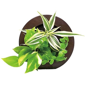 観葉植物 GREEN FRAME ミドリエデザイン